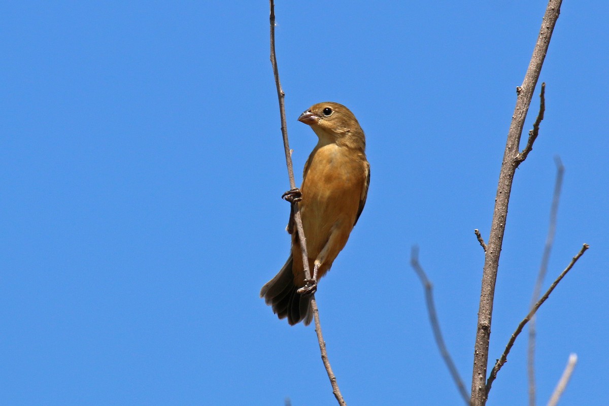 Double-collared Seedeater - ML92490241