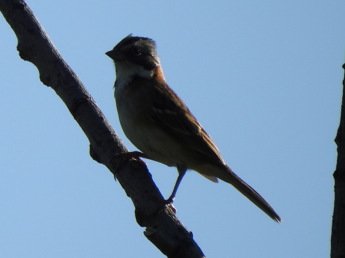 Rufous-collared Sparrow - ML92490451