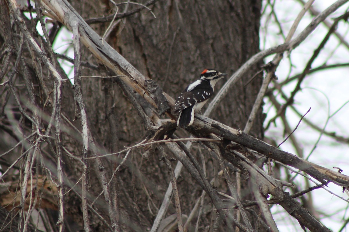 Downy Woodpecker - ML92491271