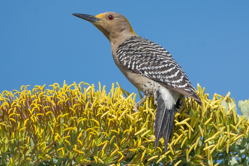 Golden-fronted Woodpecker - Juan Miguel Artigas Azas
