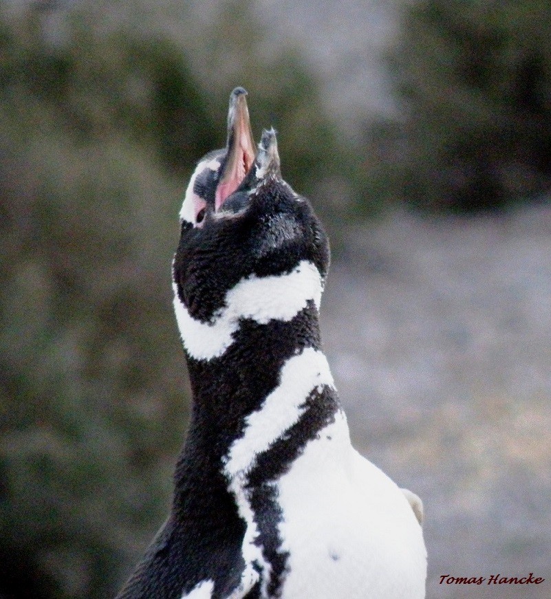 Пінгвін магеланський - ML92497081