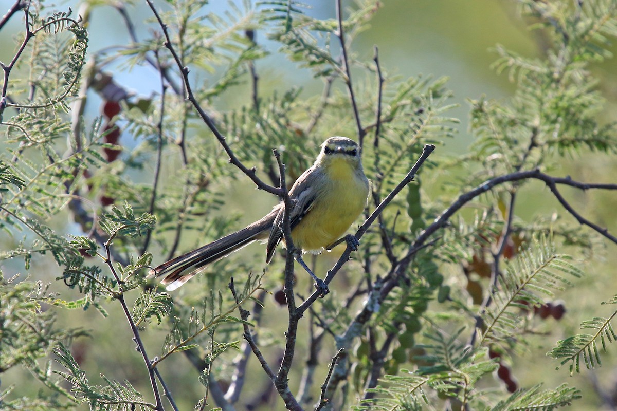 Greater Wagtail-Tyrant - ML92497111