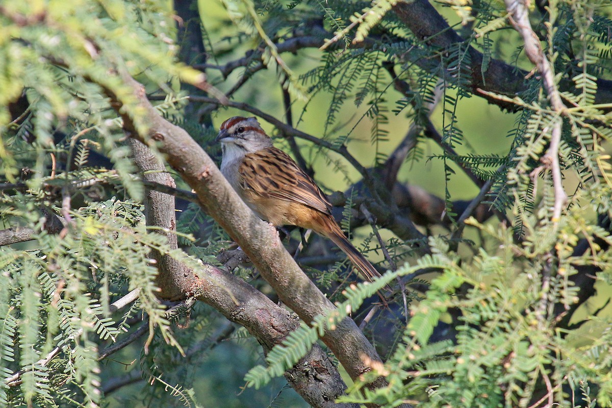 Chaco Sparrow - ML92497191