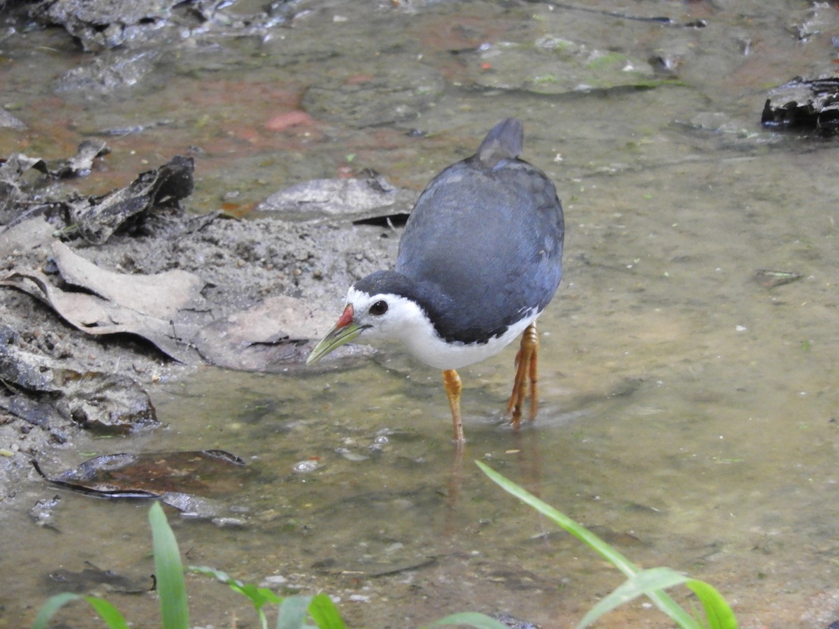 White-breasted Waterhen - Anonymous