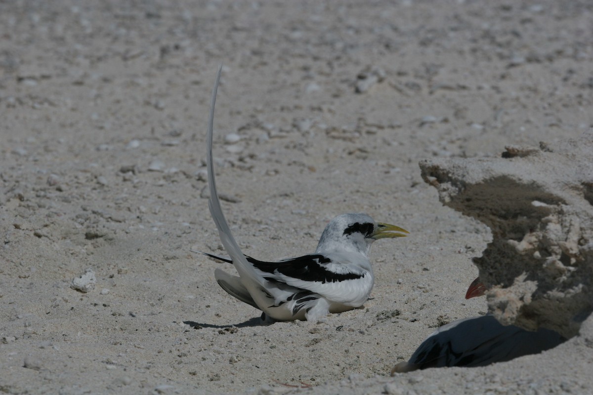 White-tailed Tropicbird - Adrian Boyle
