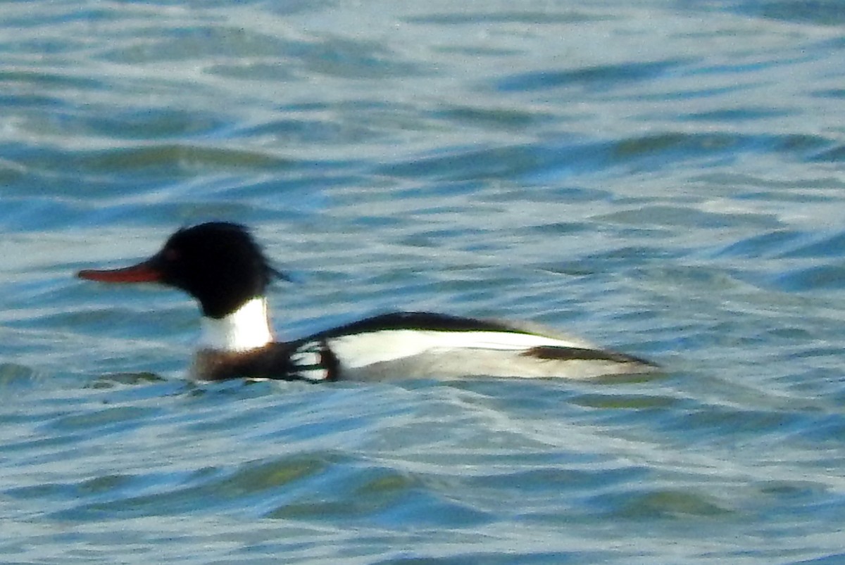 Red-breasted Merganser - Eric Haskell