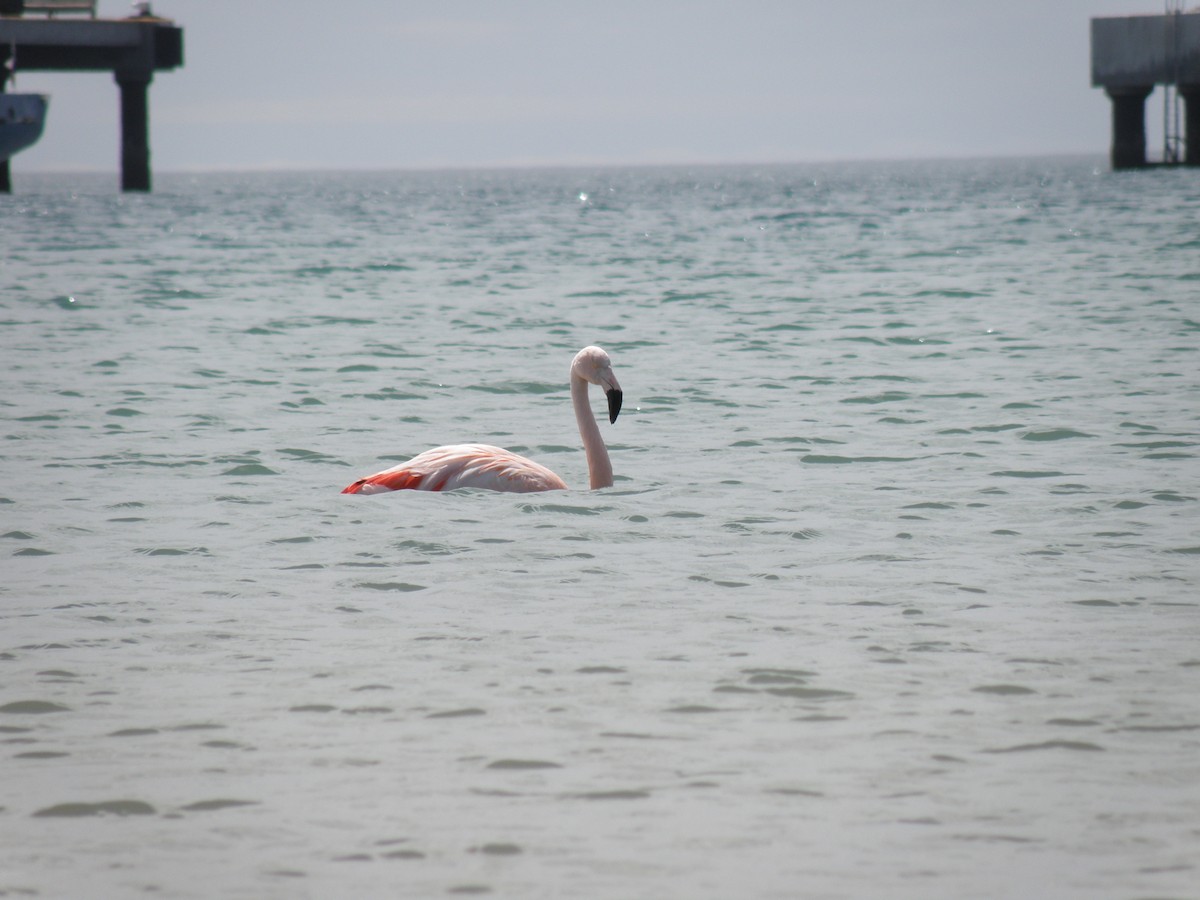 Chilean Flamingo - Tomas Hancke