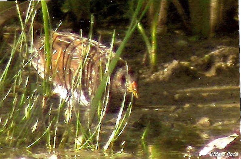 Spotted Crake - Marc Roca