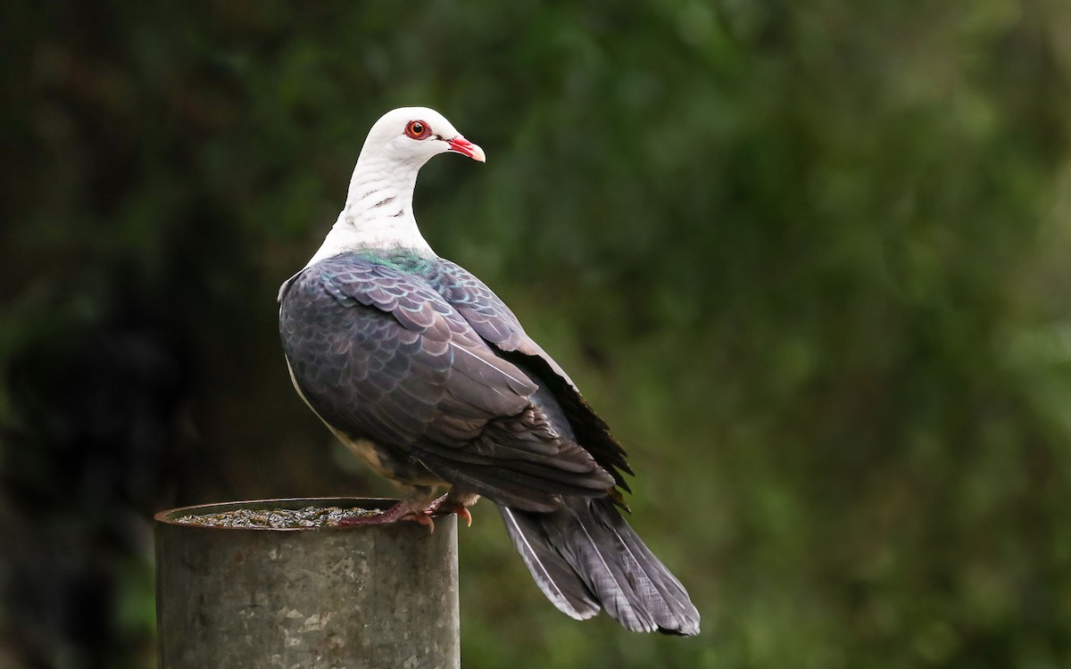 White-headed Pigeon - ML92511891