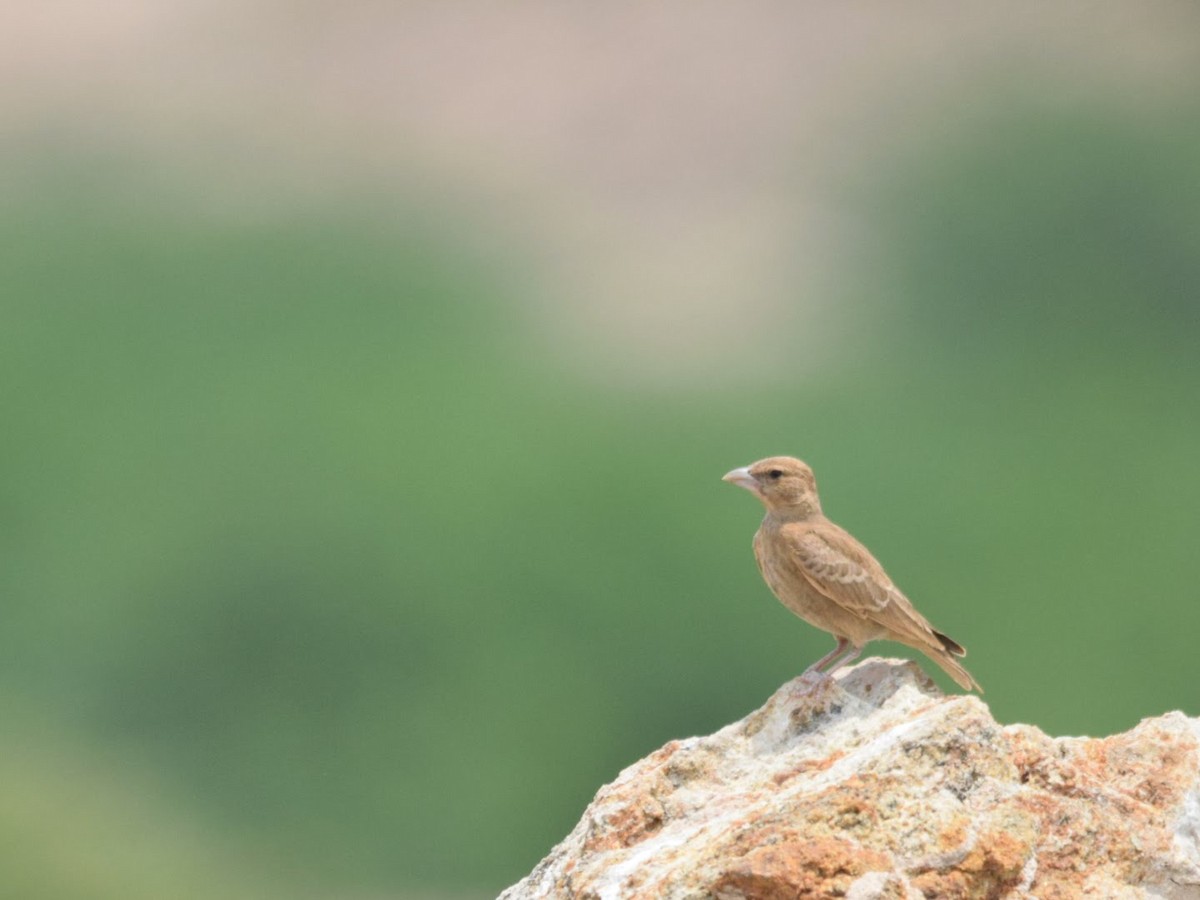 Ashy-crowned Sparrow-Lark - Magesh Ram