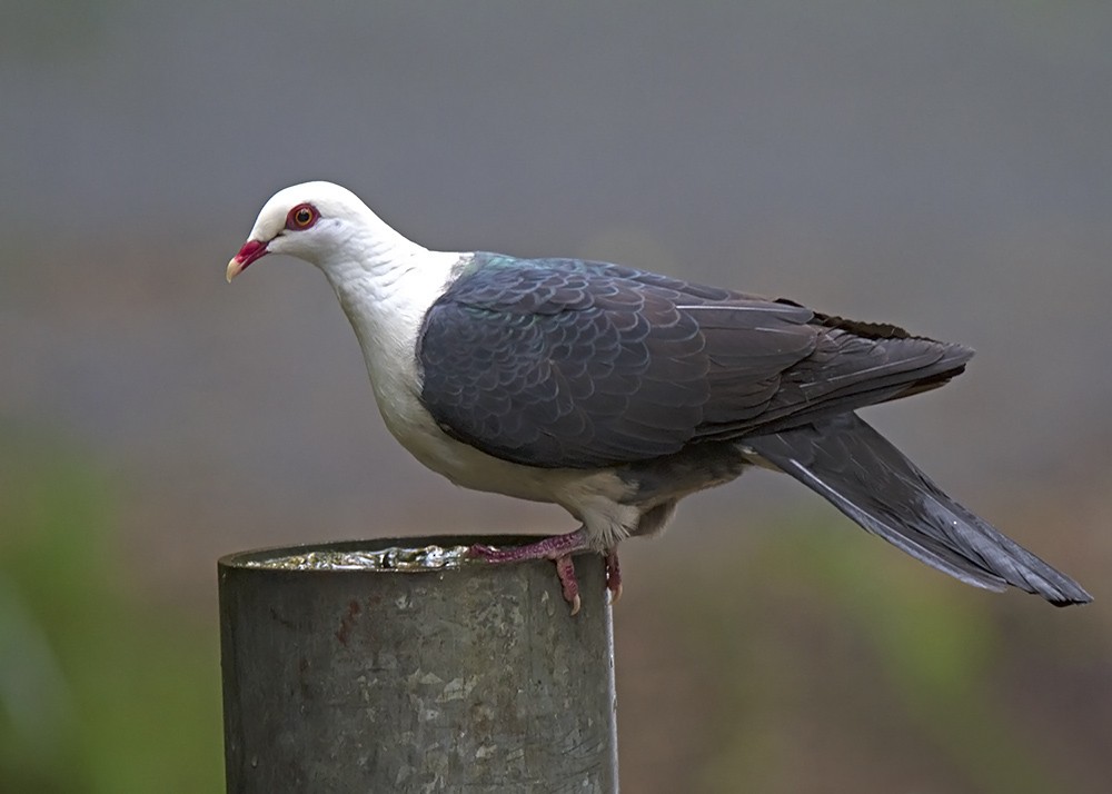 White-headed Pigeon - Stephen Murray