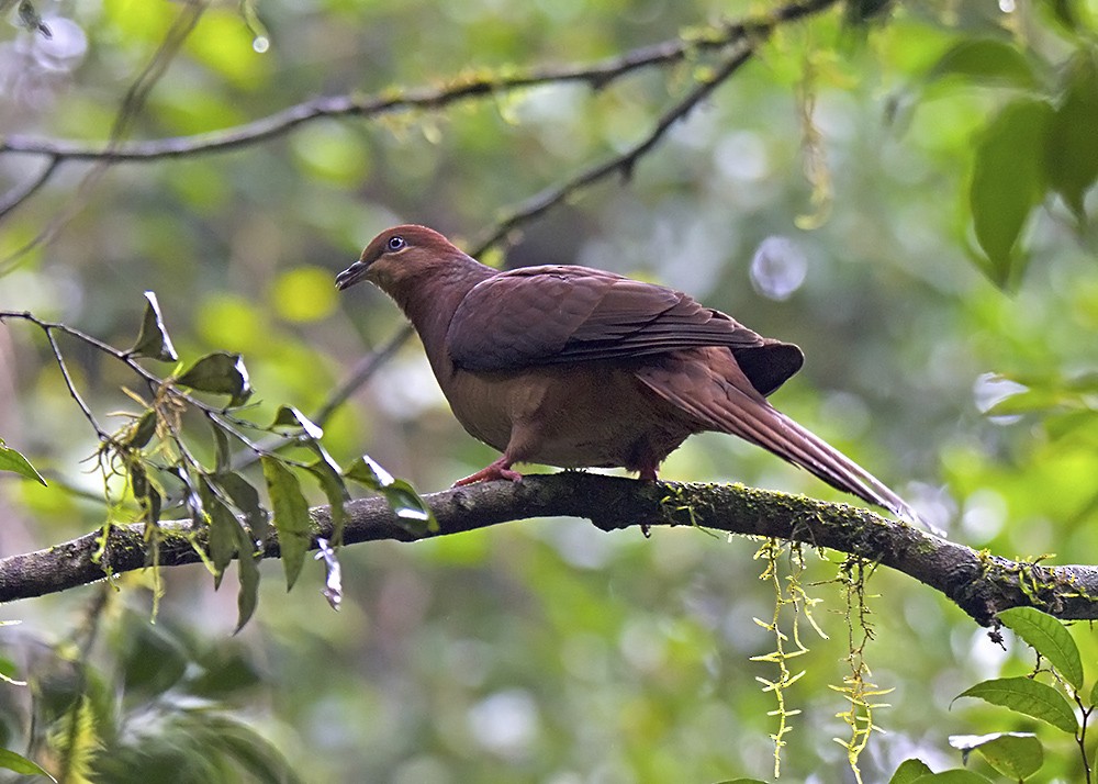 Brown Cuckoo-Dove - ML92514361