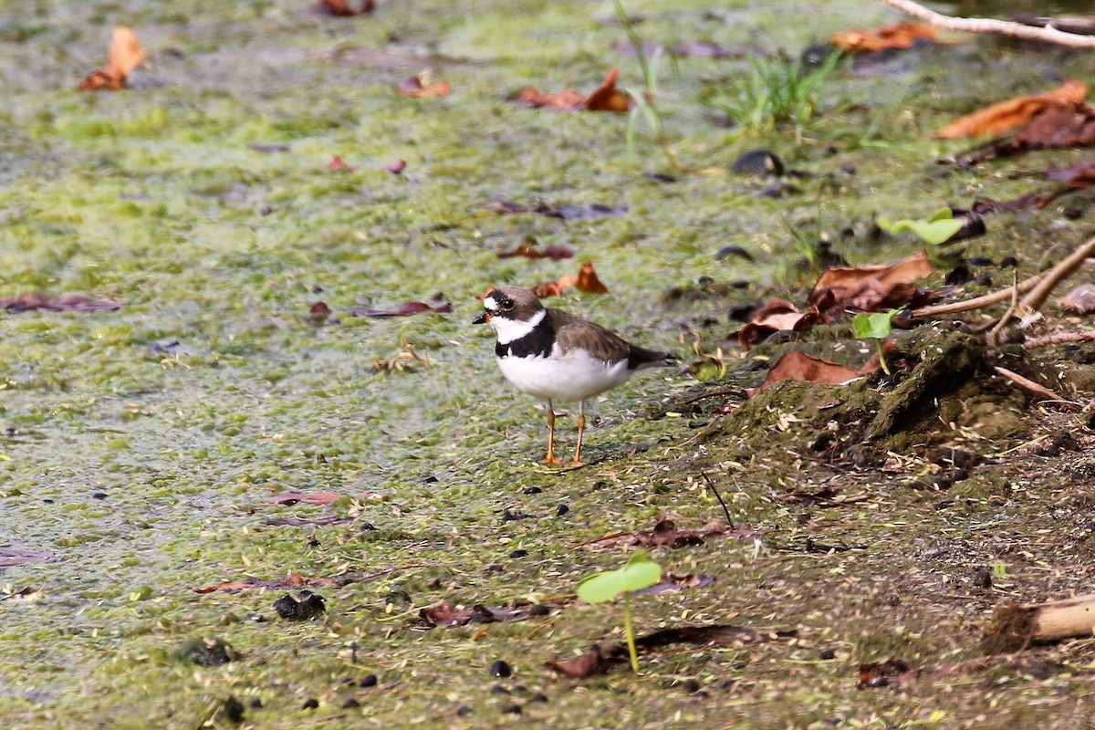 Semipalmated Plover - ML92514741