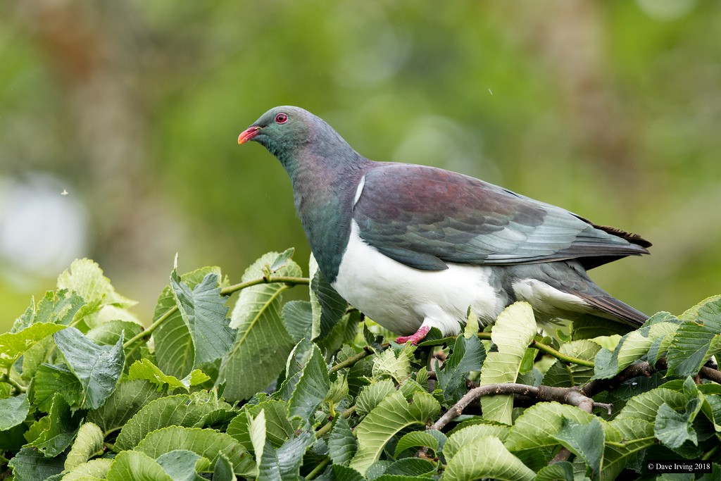 New Zealand Pigeon - David Irving