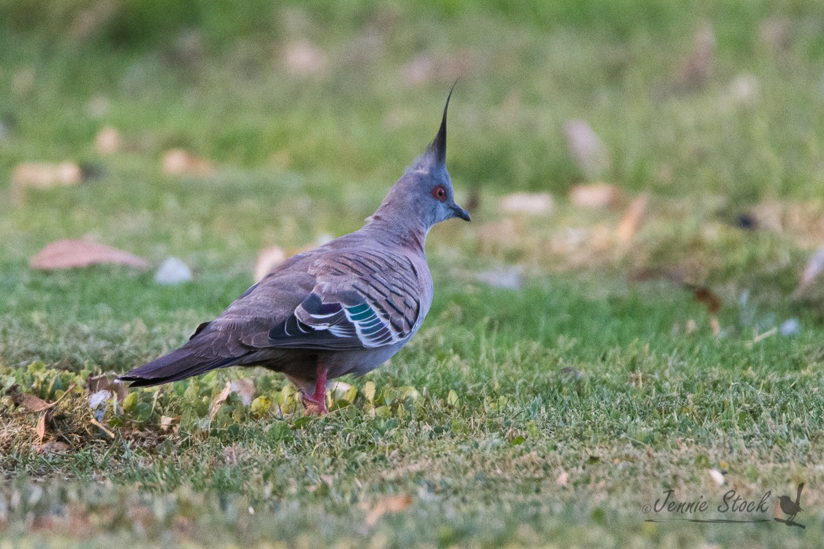 Crested Pigeon - ML92517981