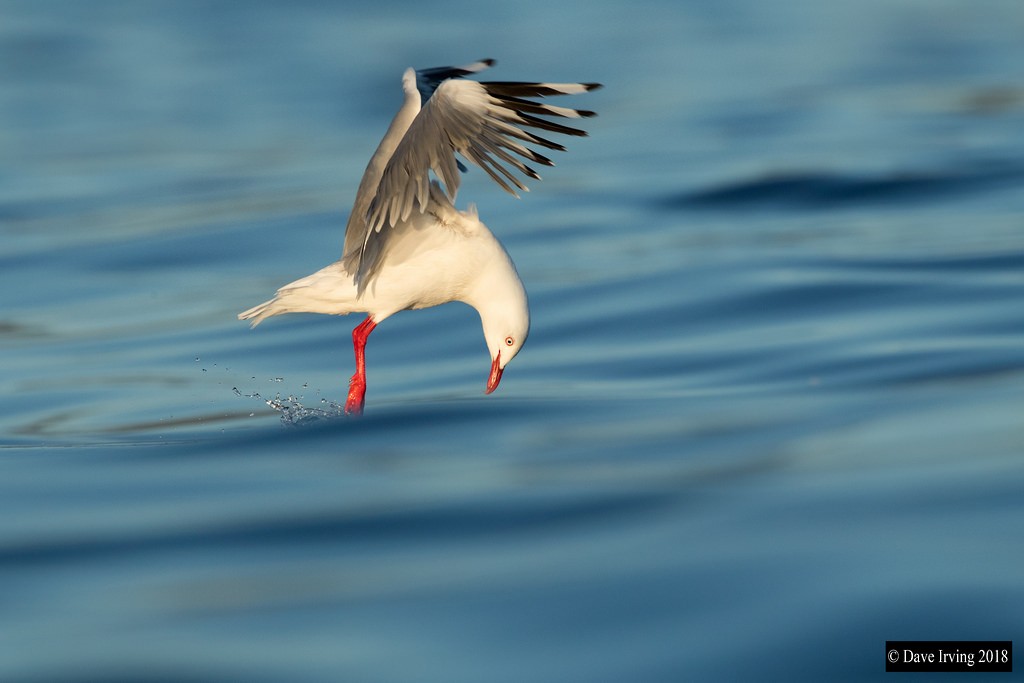 Silver Gull (Red-billed) - David Irving