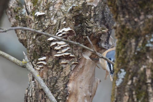 Red-breasted Nuthatch - David Spence