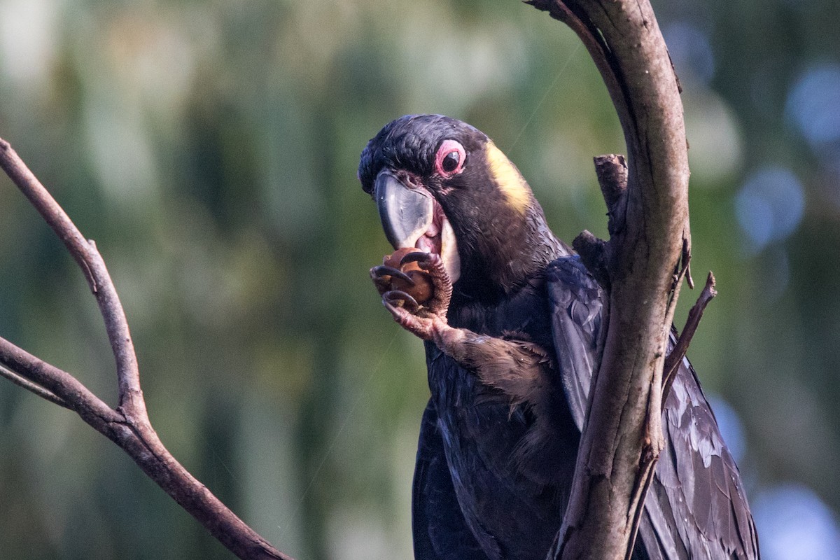Yellow-tailed Black-Cockatoo - Steven Pratt