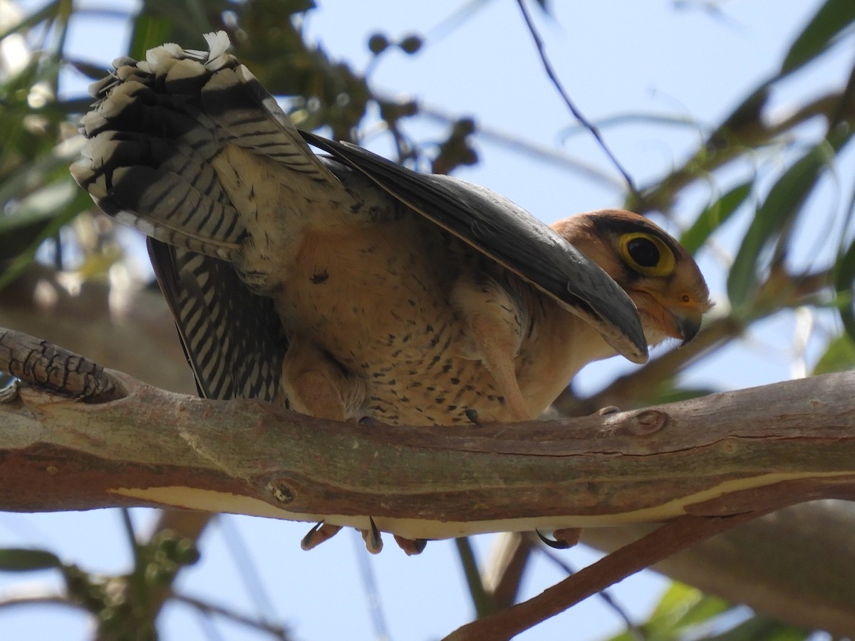 Red-necked Falcon - Ikshan Ganpathi