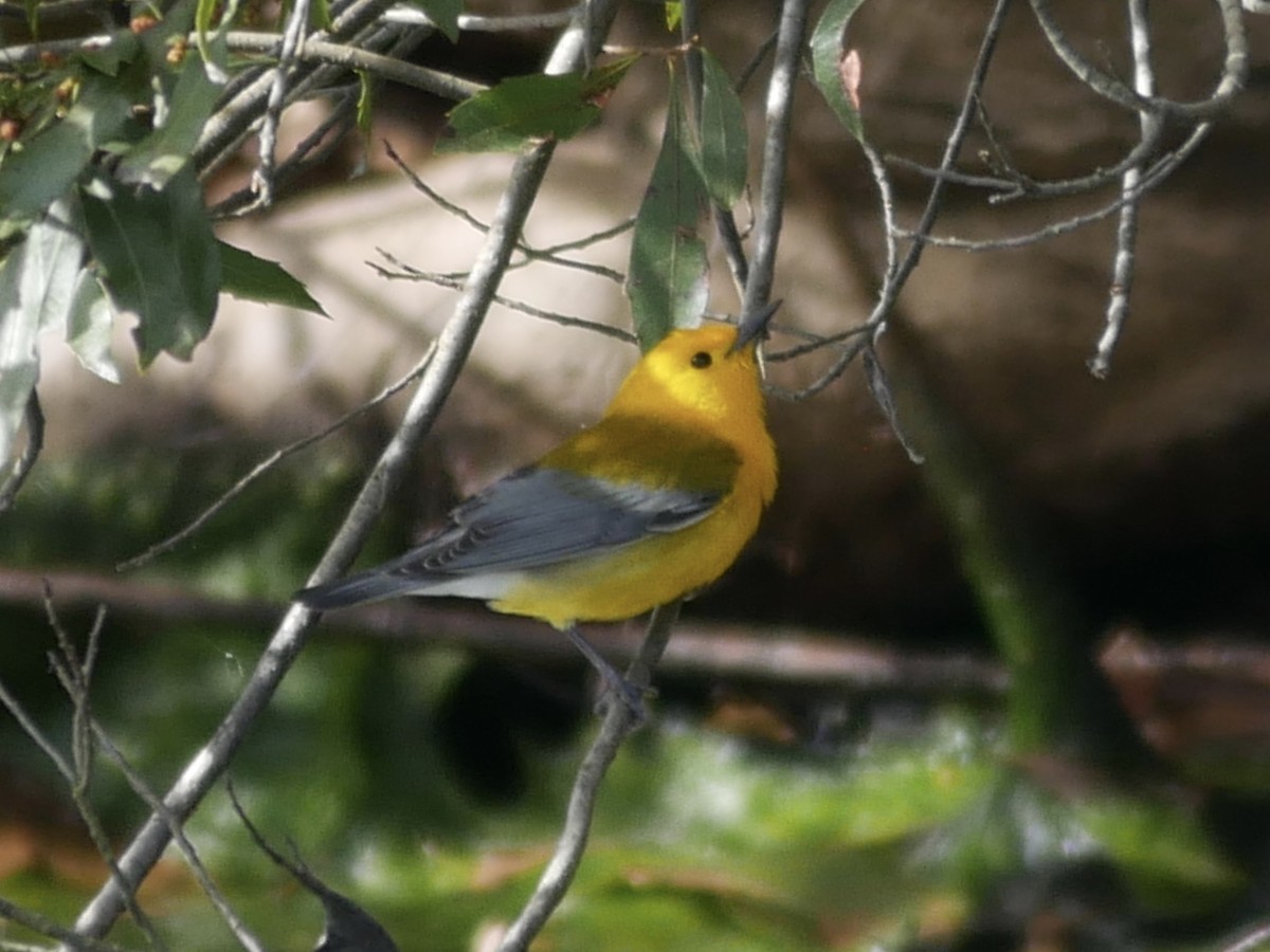 Prothonotary Warbler - Al Hooks