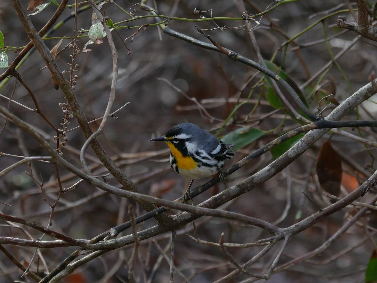 Yellow-throated Warbler - Al Hooks