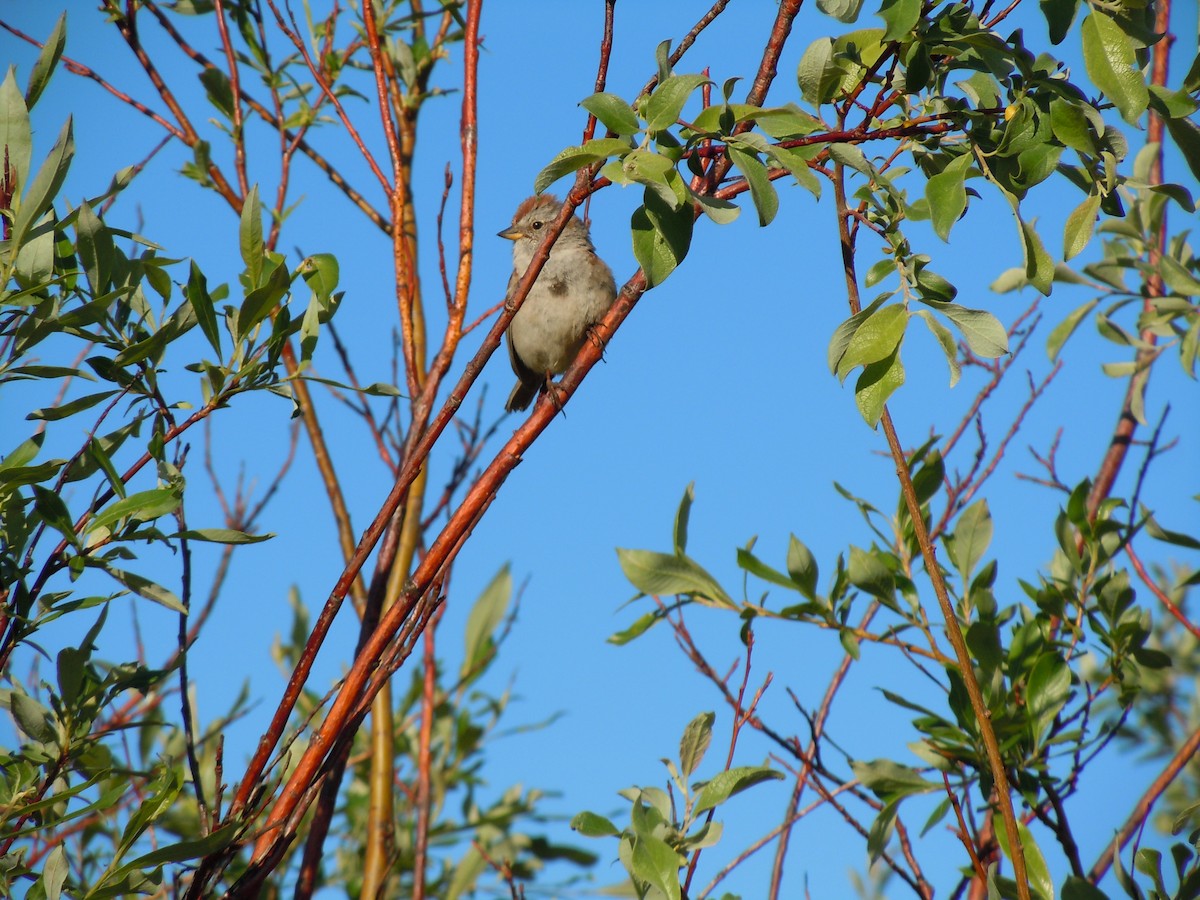 American Tree Sparrow - ML92525261