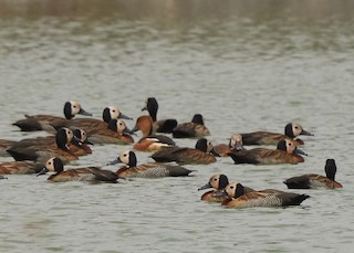 Fulvous Whistling-Duck, ML92525461
