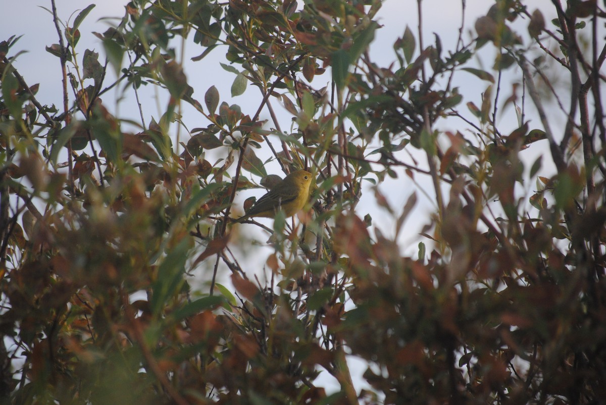 Orange-crowned Warbler - ML92526021