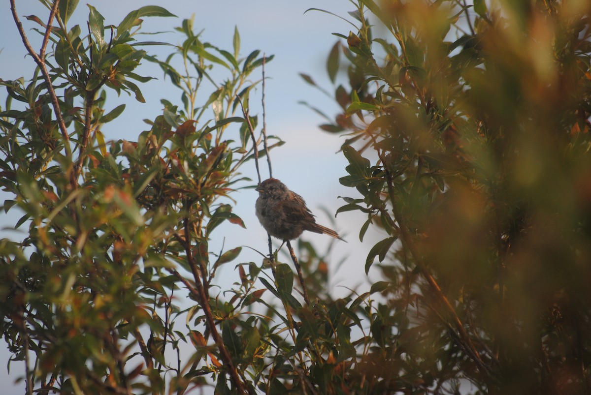American Tree Sparrow - ML92526131