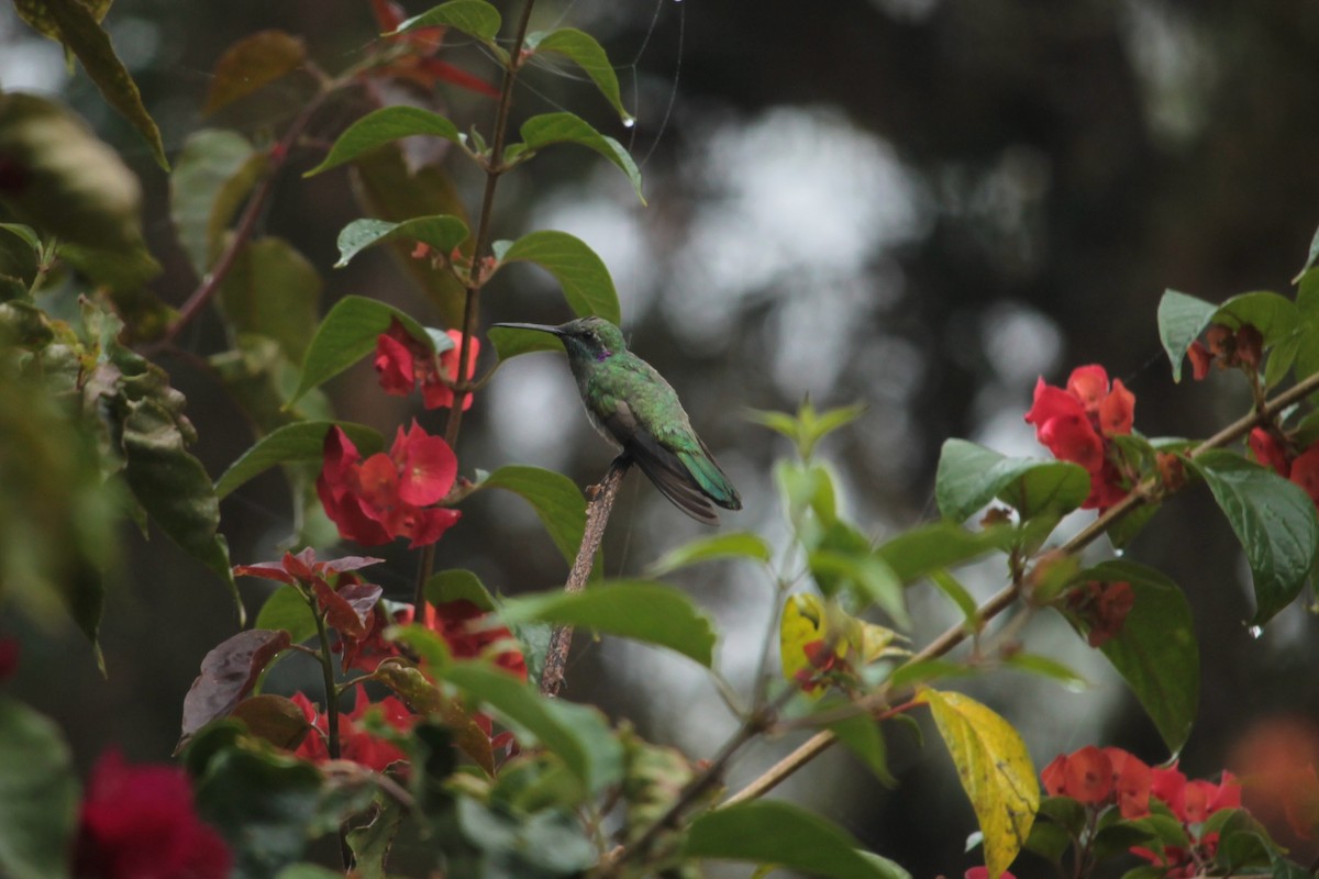 kolibřík ametystouchý - ML92528591