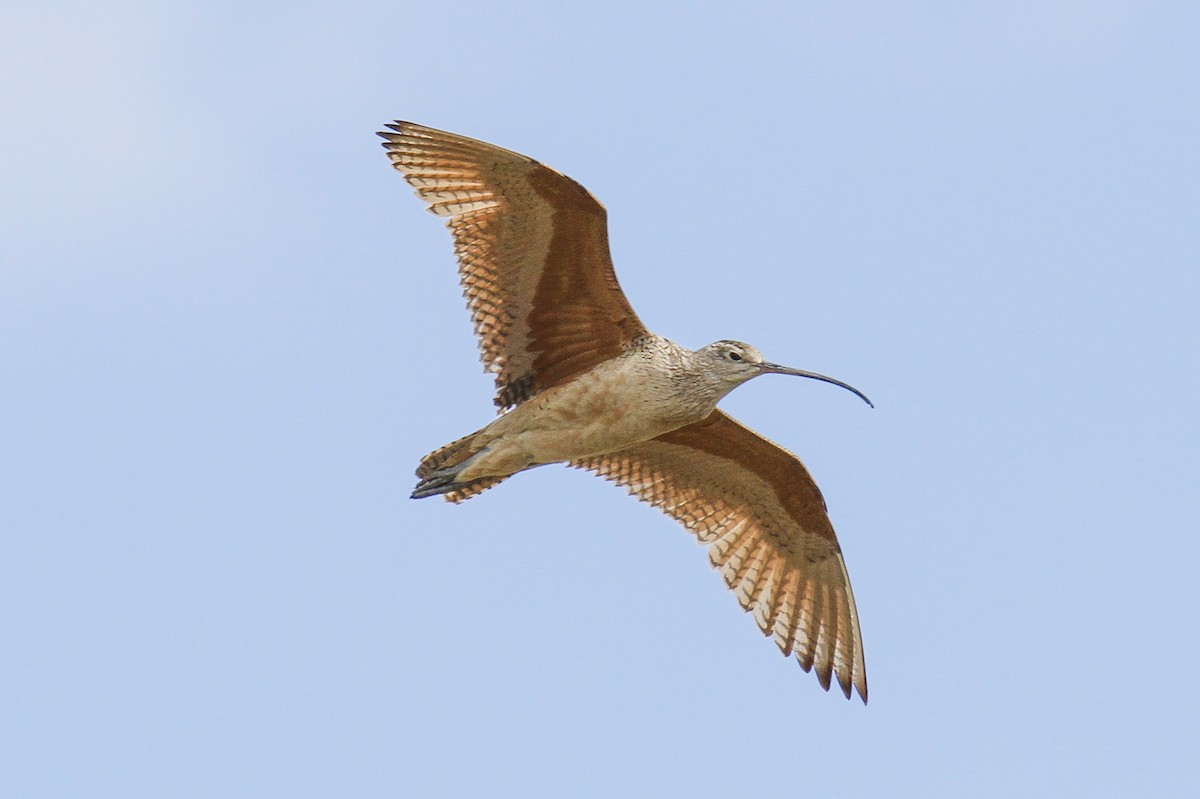 Long-billed Curlew - ML92529241