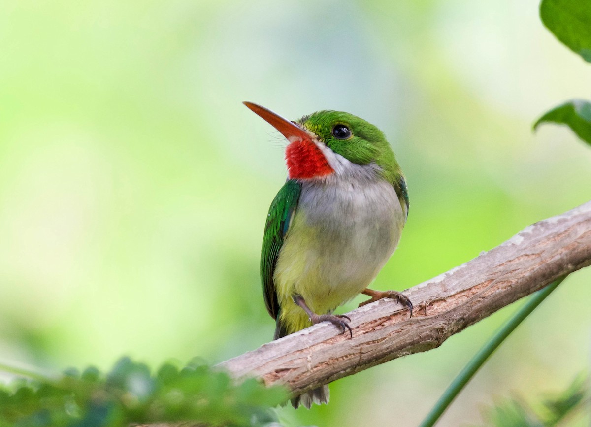 Puerto Rican Tody - Kenneth Pinnow