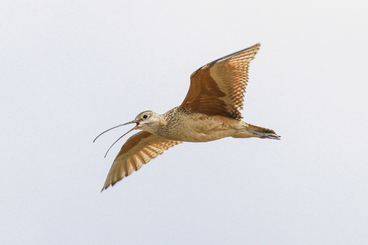 Long-billed Curlew - ML92531351