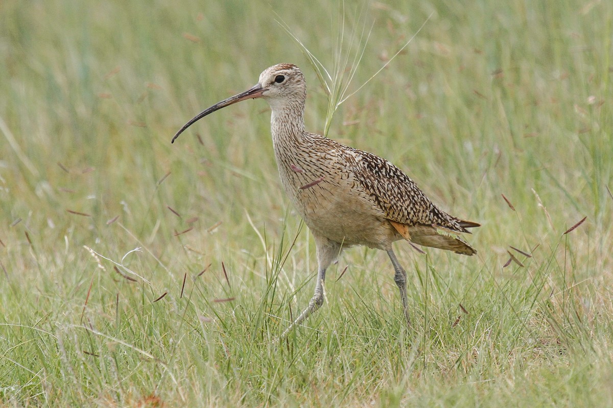 Long-billed Curlew - ML92533321