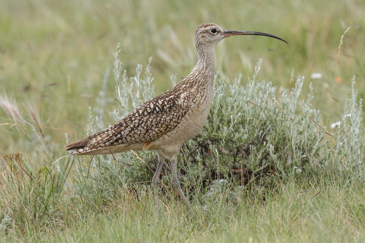 Long-billed Curlew - ML92533621