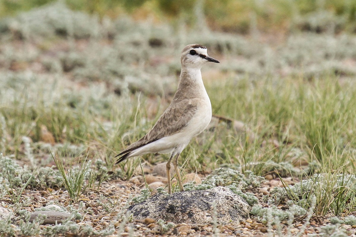 Mountain Plover - James Kennerley