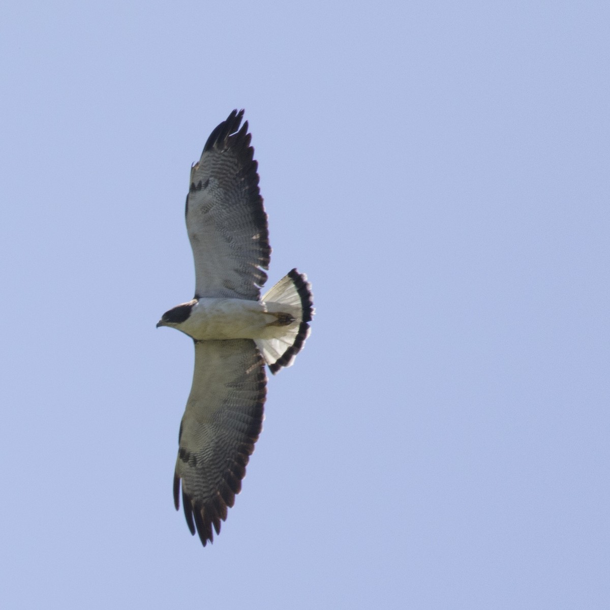 White-tailed Hawk - ML92534131