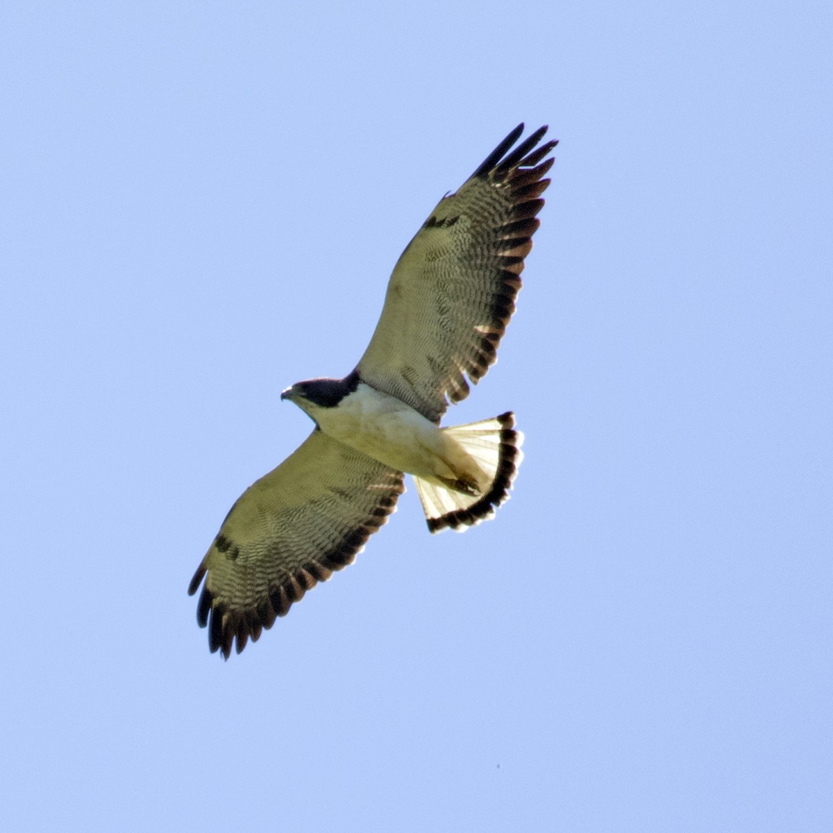 White-tailed Hawk - ML92534141