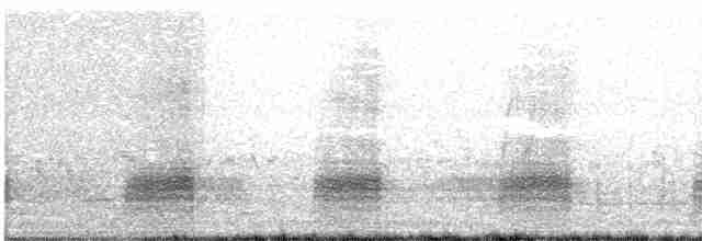 ברווז עקוד-מקור מזרחי - ML92536061