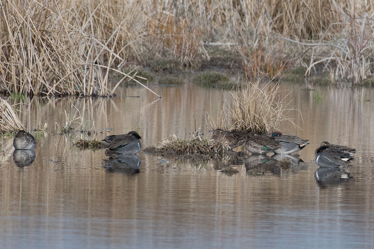 Green-winged Teal - ML92538101