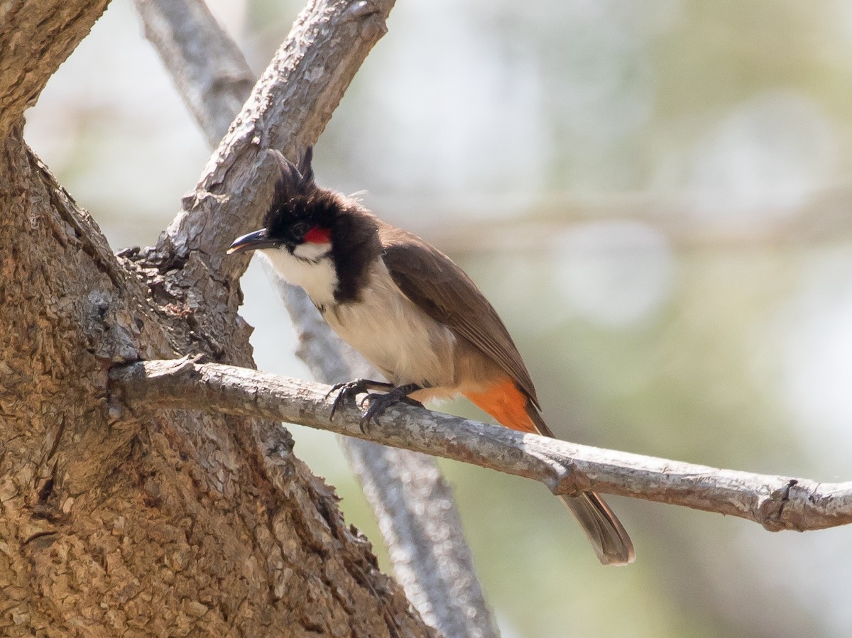 Red-whiskered Bulbul - Ian Burgess
