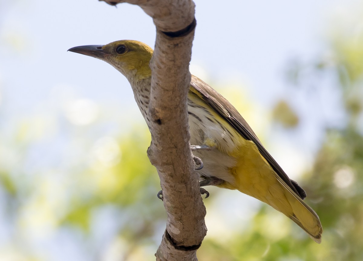 Indian Golden Oriole - ML92539341