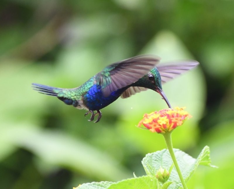 Violet-bellied Hummingbird - Ragupathy Kannan