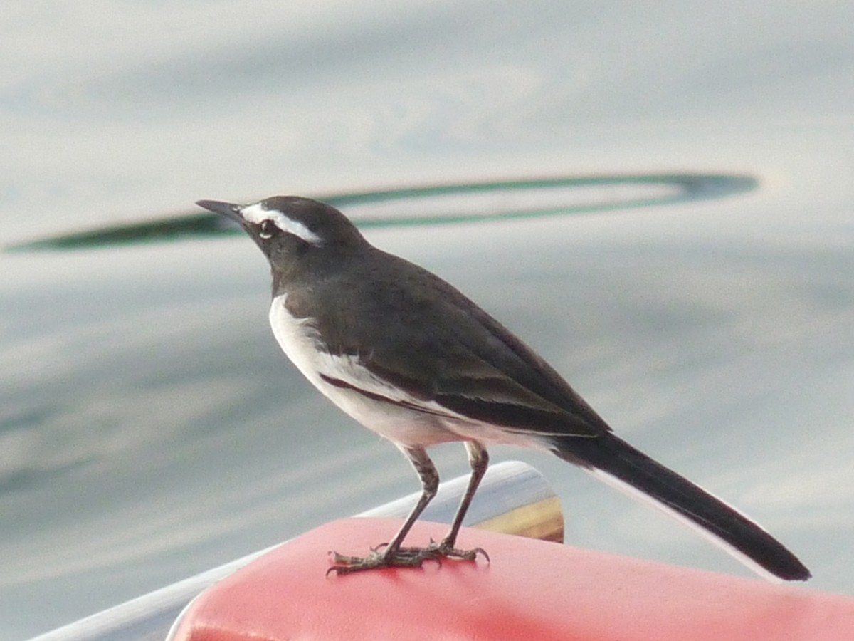 White-browed Wagtail - ML92545261