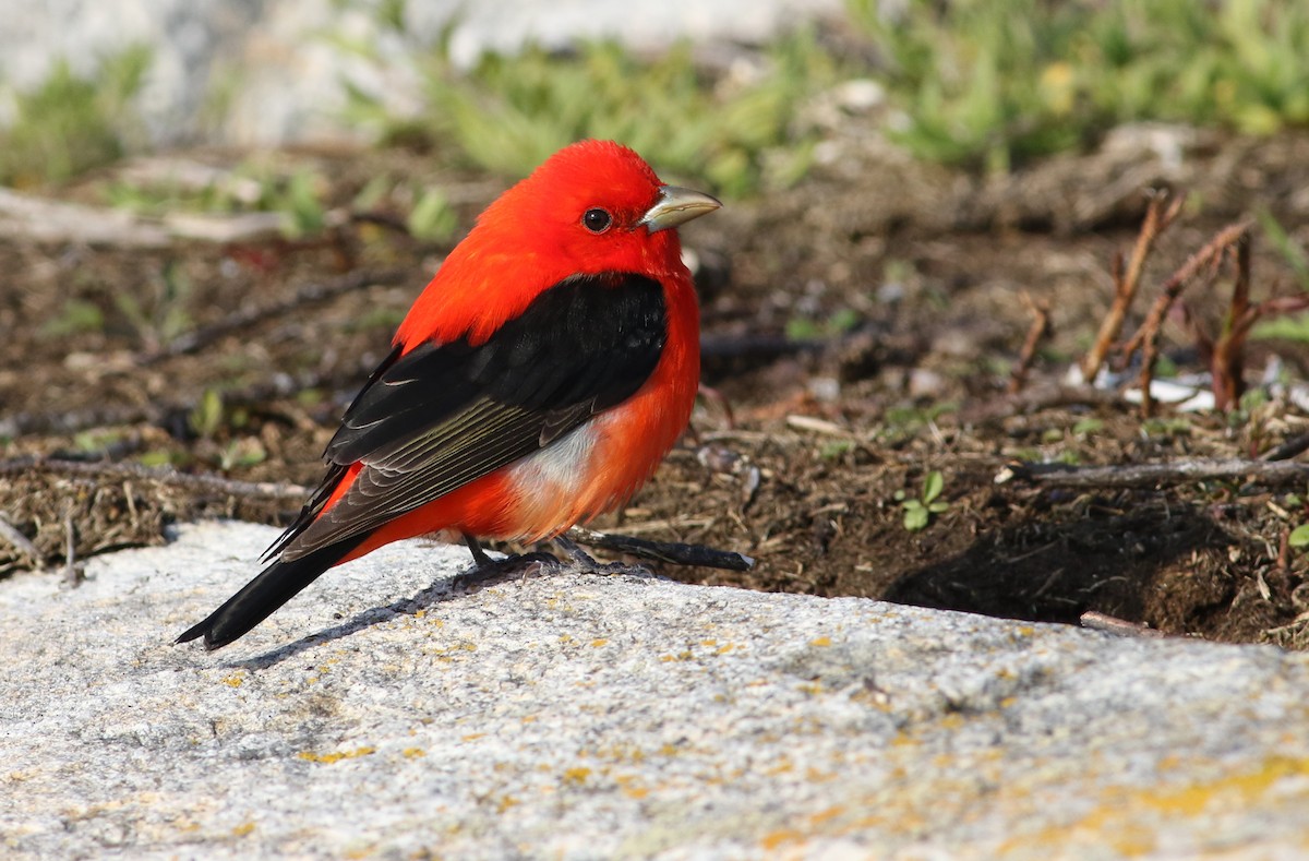 Scarlet Tanager - ML92545321