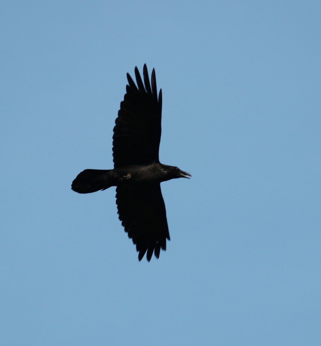 Common Raven - Albert Linkowski