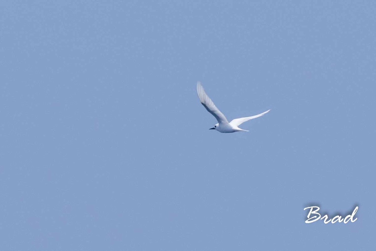 White Tern (Pacific) - ML92548371