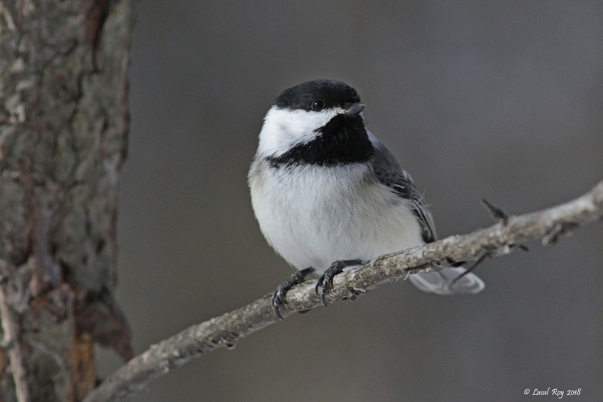 Black-capped Chickadee - Laval Roy