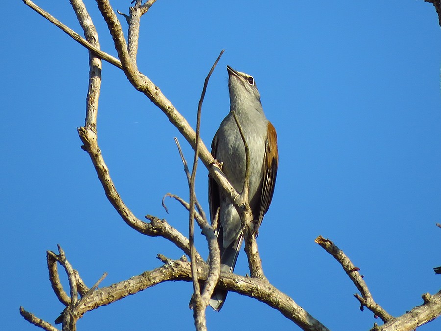 Brown-backed Solitaire - ML92551841