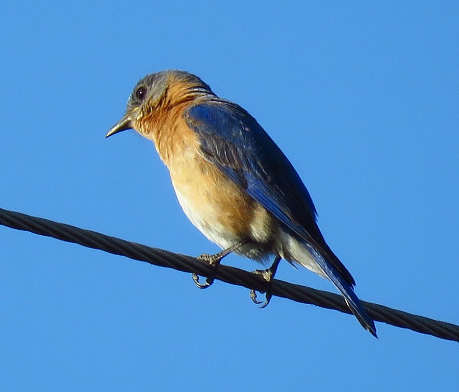 Eastern Bluebird - Jairo Martínez